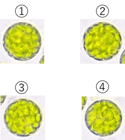 図5-2-1 連結する元画像