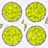 図5-2-3 2×2画像連結結果